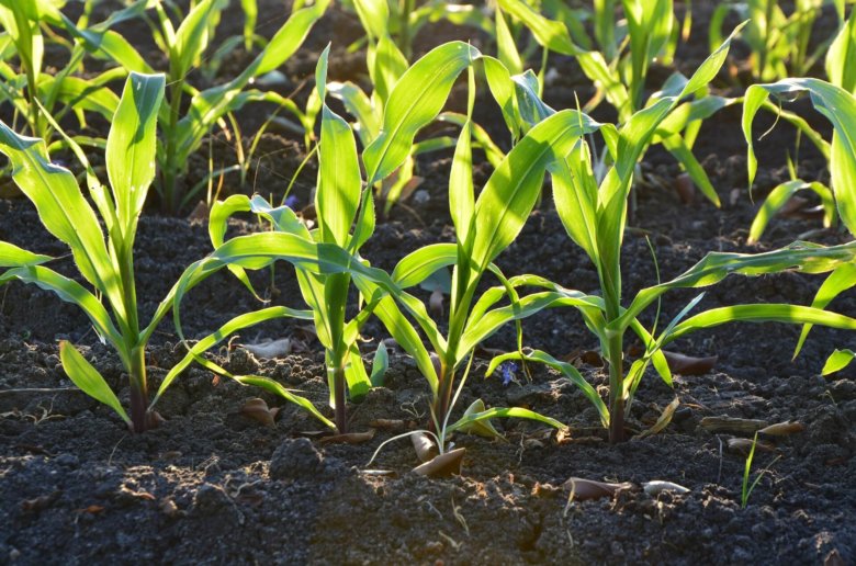 theblueplanetpost-pivot-bio-raises-$100million-to-disrupt-nitrogen-market